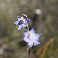 Thelymitra pauciflora at Canberra Central, ACT - 12 Oct 2014