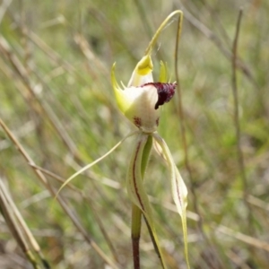 Caladenia atrovespa at Canberra Central, ACT - 12 Oct 2014