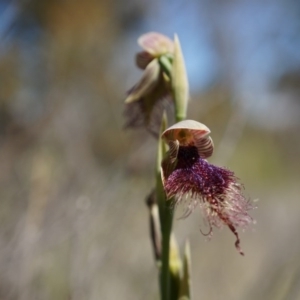 Calochilus platychilus at Canberra Central, ACT - 12 Oct 2014