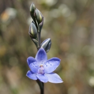 Thelymitra juncifolia at Canberra Central, ACT - suppressed