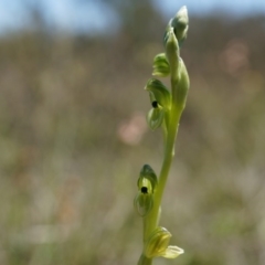 Hymenochilus bicolor (ACT) = Pterostylis bicolor (NSW) (Black-tip Greenhood) at Canberra Central, ACT - 12 Oct 2014 by AaronClausen