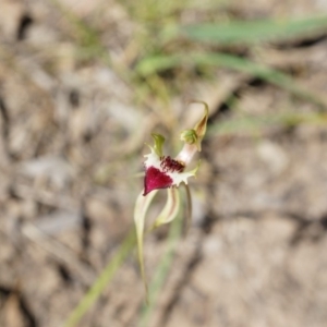 Caladenia atrovespa at Canberra Central, ACT - 12 Oct 2014