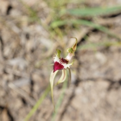 Caladenia atrovespa (Green-comb Spider Orchid) at Canberra Central, ACT - 12 Oct 2014 by AaronClausen