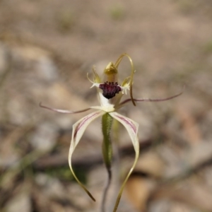 Caladenia atrovespa at Canberra Central, ACT - 12 Oct 2014