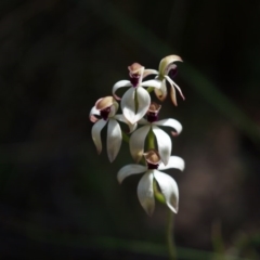 Caladenia cucullata (Lemon Caps) at Canberra Central, ACT - 12 Oct 2014 by AaronClausen