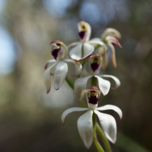 Caladenia cucullata at Canberra Central, ACT - suppressed