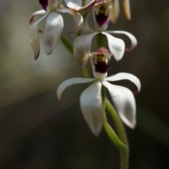 Caladenia cucullata at Canberra Central, ACT - suppressed