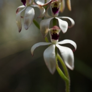 Caladenia cucullata at Canberra Central, ACT - 12 Oct 2014