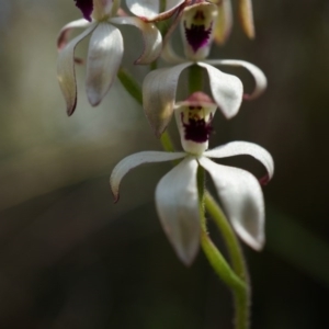 Caladenia cucullata at Canberra Central, ACT - suppressed