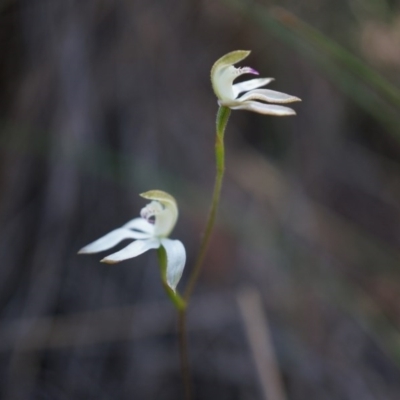 Caladenia moschata (Musky Caps) at Canberra Central, ACT - 12 Oct 2014 by AaronClausen