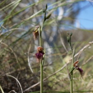 Calochilus platychilus at Canberra Central, ACT - 12 Oct 2014