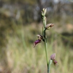 Calochilus platychilus at Canberra Central, ACT - 12 Oct 2014