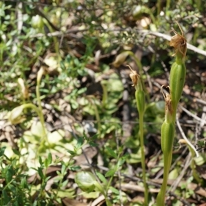 Pterostylis nutans at Point 5204 - suppressed