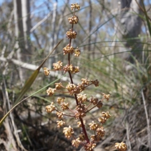 Lomandra multiflora at Canberra Central, ACT - 12 Oct 2014 02:19 PM