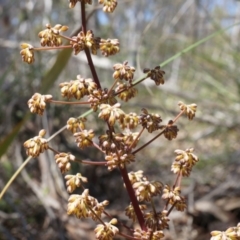 Lomandra multiflora at Canberra Central, ACT - 12 Oct 2014