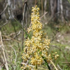 Lomandra multiflora (Many-flowered Matrush) at Canberra Central, ACT - 12 Oct 2014 by AaronClausen