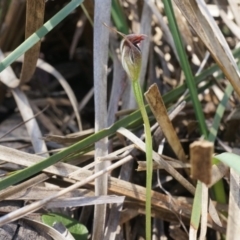 Pterostylis pedunculata (Maroonhood) at Canberra Central, ACT - 12 Oct 2014 by AaronClausen