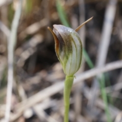 Pterostylis pedunculata at Canberra Central, ACT - suppressed