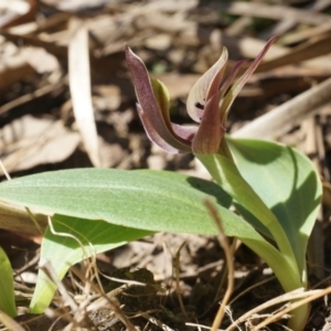 Chiloglottis valida at Point 4910 - suppressed