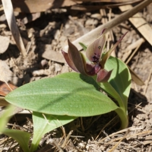 Chiloglottis valida at Point 4910 - suppressed