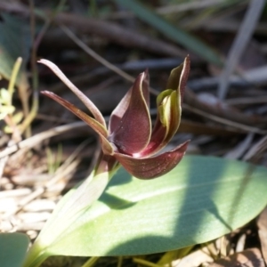 Chiloglottis valida at Point 4910 - suppressed