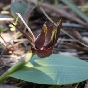 Chiloglottis valida at Point 4910 - suppressed