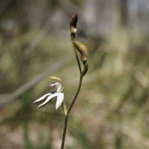 Caladenia moschata at Point 4465 - suppressed