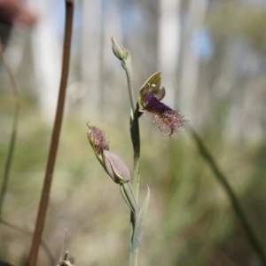 Calochilus platychilus at Canberra Central, ACT - suppressed