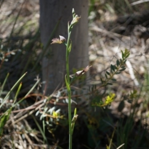 Calochilus platychilus at Canberra Central, ACT - suppressed