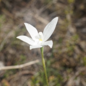 Glossodia major at Canberra Central, ACT - suppressed