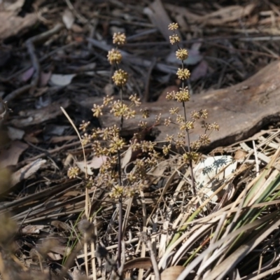 Lomandra multiflora (Many-flowered Matrush) at Canberra Central, ACT - 12 Oct 2014 by AaronClausen