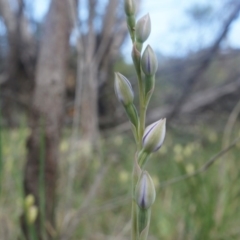 Thelymitra (genus) (sun orchids) at Majura, ACT - 12 Oct 2014 by AaronClausen
