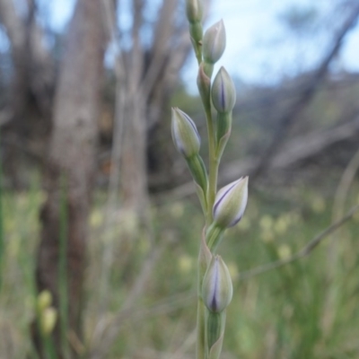 Thelymitra (genus) (sun orchids) at Majura, ACT - 12 Oct 2014 by AaronClausen