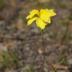 Goodenia pinnatifida (Scrambled Eggs) at Watson, ACT - 12 Oct 2014 by AaronClausen