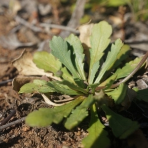 Goodenia pinnatifida at Watson, ACT - 12 Oct 2014 03:27 PM