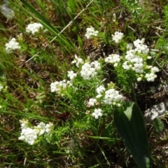 Asperula conferta (Common Woodruff) at Farrer Ridge - 11 Oct 2014 by galah681