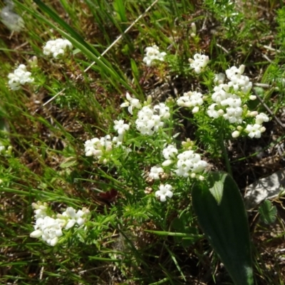 Asperula conferta (Common Woodruff) at Farrer Ridge - 11 Oct 2014 by galah681