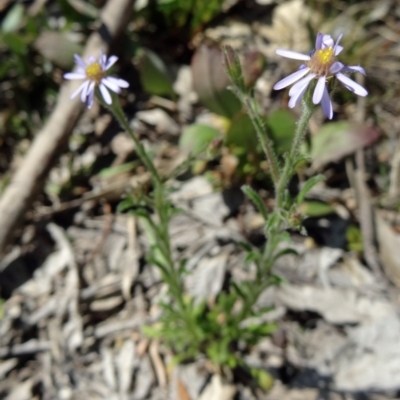 Vittadinia cuneata var. cuneata (Fuzzy New Holland Daisy) at Farrer Ridge - 12 Oct 2014 by galah681