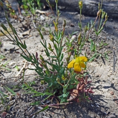 Hypericum gramineum (Small St Johns Wort) at Farrer Ridge - 12 Oct 2014 by galah681