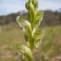 Hymenochilus cycnocephalus (Swan greenhood) at Wanniassa Hill - 10 Oct 2014 by lyndsey