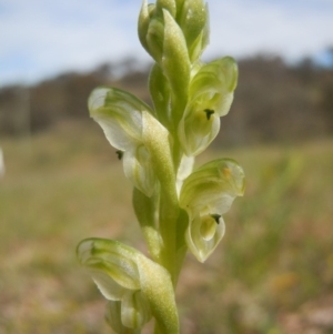 Hymenochilus cycnocephalus at Wanniassa Hill - 10 Oct 2014