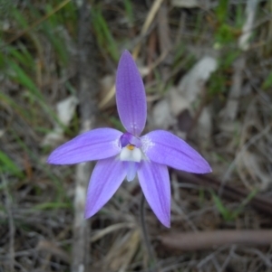 Glossodia major at Majura, ACT - suppressed