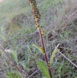 Acaena x ovina at Theodore, ACT - 7 Oct 2014 06:38 PM