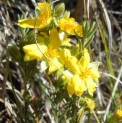 Hibbertia calycina (Lesser Guinea-flower) at Kama - 2 Oct 2014 by lyndsey