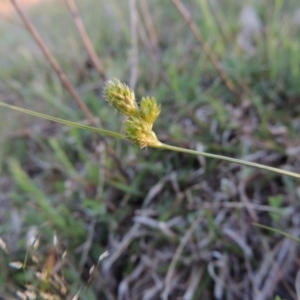 Carex inversa at Theodore, ACT - 7 Oct 2014