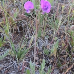 Swainsona sericea (Silky Swainson-Pea) at Rob Roy Range - 7 Oct 2014 by MichaelBedingfield