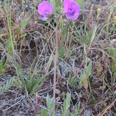 Swainsona sericea (Silky Swainson-Pea) at Theodore, ACT - 7 Oct 2014 by MichaelBedingfield