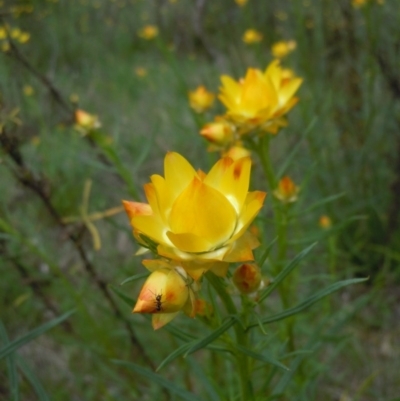 Xerochrysum viscosum (Sticky Everlasting) at Googong Foreshore - 10 Oct 2014 by lyndsey