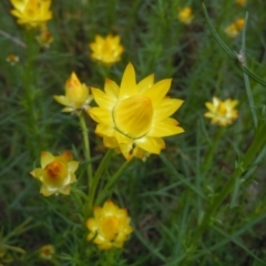 Xerochrysum viscosum at Googong, NSW - 10 Oct 2014