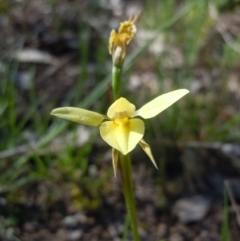 Diuris chryseopsis (Golden Moth) at Molonglo River Reserve - 2 Oct 2014 by lyndsey